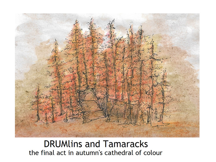 1043. Drumlins and Tamaracks